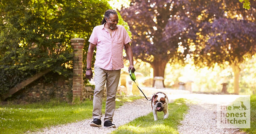 Man walking his bulldog