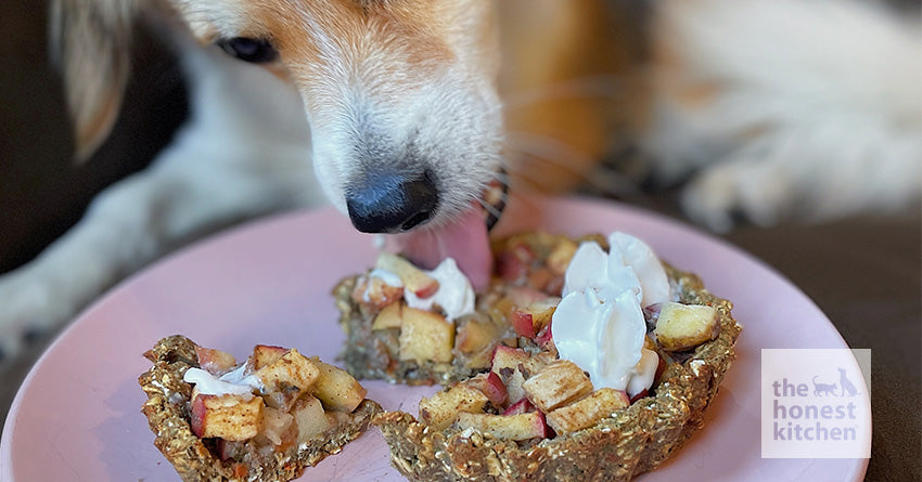 Cooked Apple Puree For Dogs photo