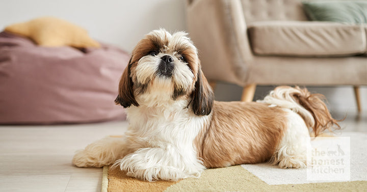 Best Dog Food For Shih Tzus: Adults, Puppies, and Healthy Tips