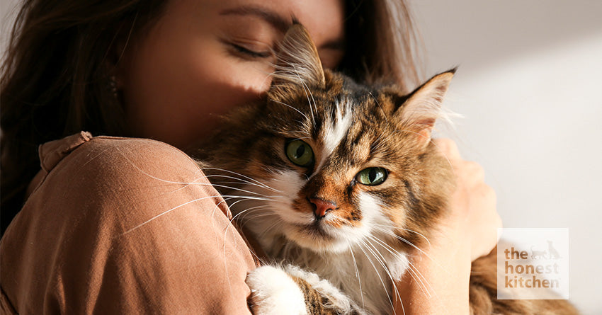 What Can I Feed My Cat?