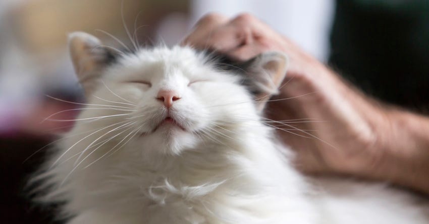 Pet Loss: The 5 Stages of Grief