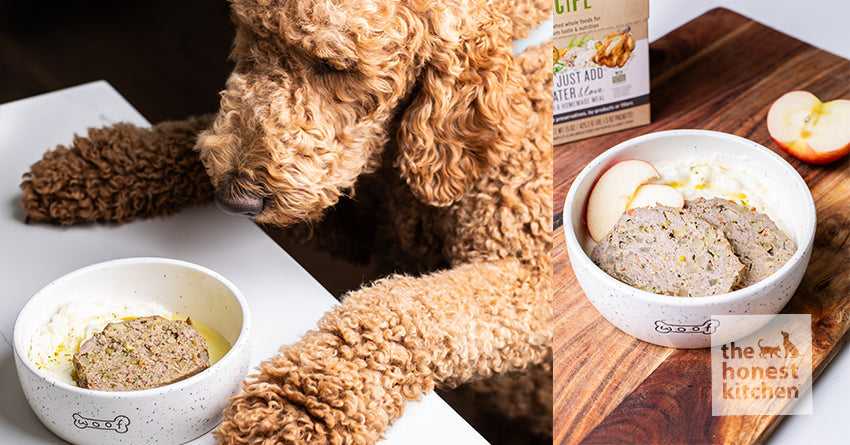 Golden doodle eating homemade meatloaf recipe. Cozymeal and The Honest Kitchen celebrate national dog week.