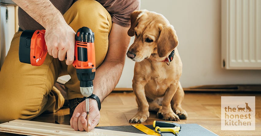 DIY with Dog