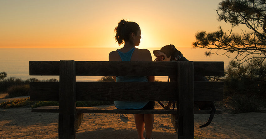 An owner sits on a bench with their dog watching the sunset. The Honest Kitchen raises $150M in capital.