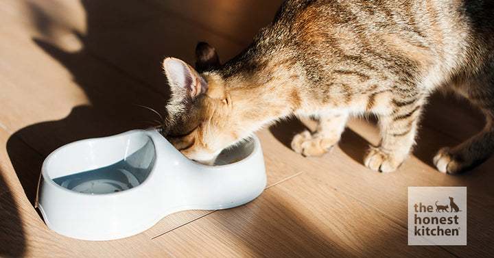 How Many Calories Should a Cat Eat? Understand Your Cat's Daily Calorie Intake