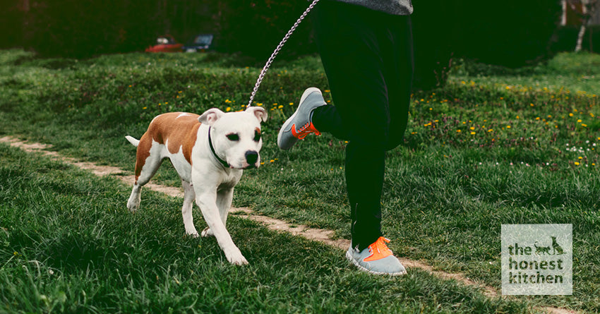 How Heavy Should Your Dog Be?