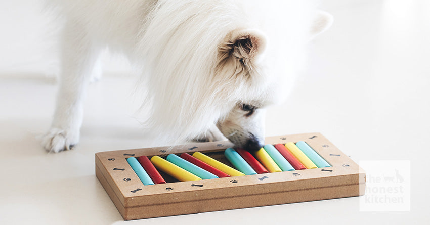 How To Pick the Best Dog Puzzle Treats and Toys for Your Dog – The