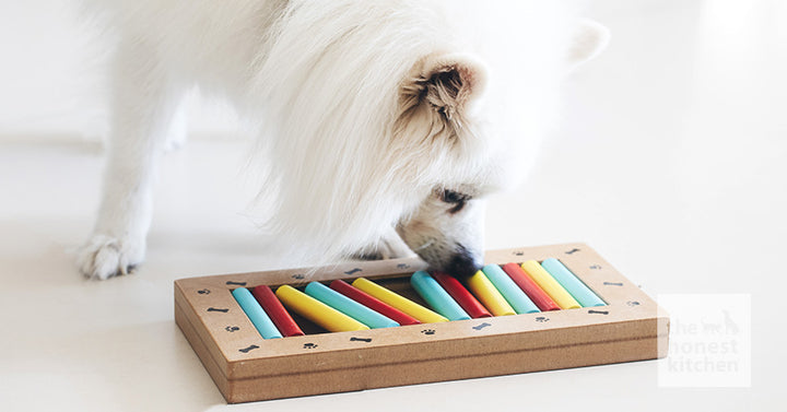 How To Pick the Best Dog Puzzle Treats and Toys for Your Dog