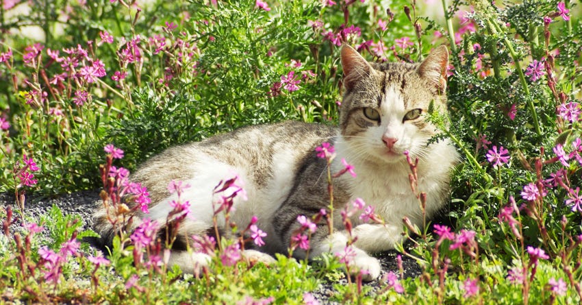 Growing an Indoor Herb Garden for Your Pets 