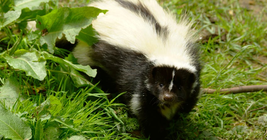 Dogs, Cats, and Skunks: 6 Steps to De-Skunking Your Pet
