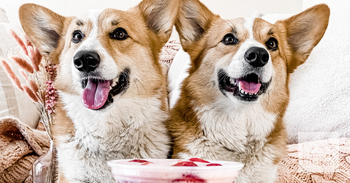 Pink Drink Recipe For Dogs