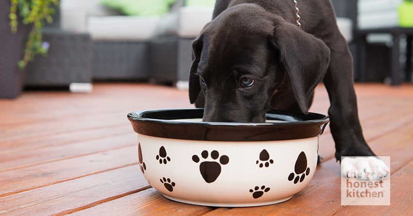 The Ultimate Dog Feeding Schedule Time and Chart