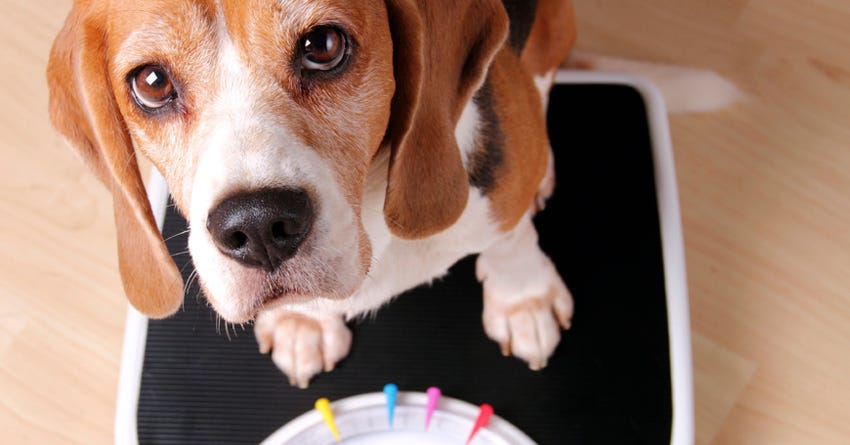 IV. Signs of Overweight or Underweight Dogs