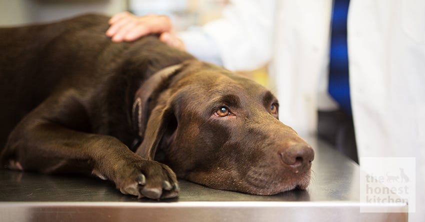 Canine Keratosis: Causes and Treatments