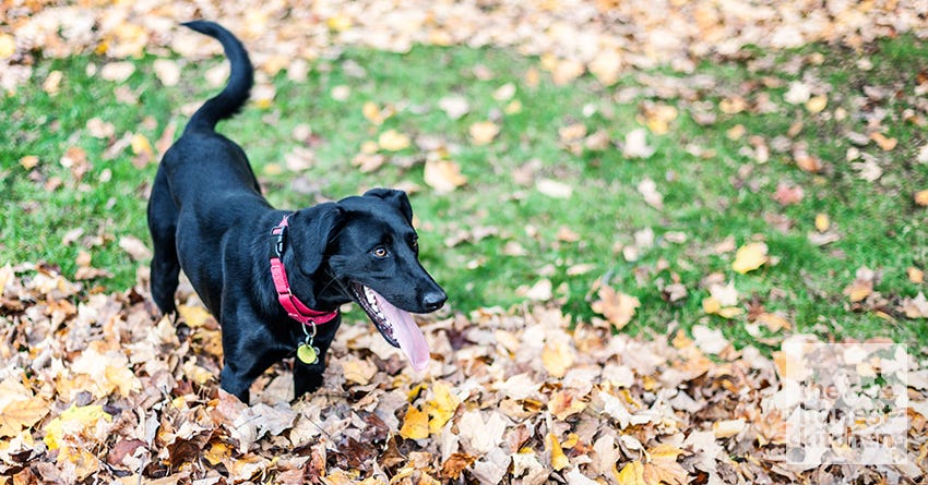 Happy dog with tail wagging