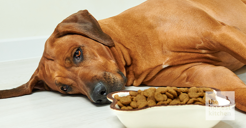 Dog has stopped eating kibble outlet