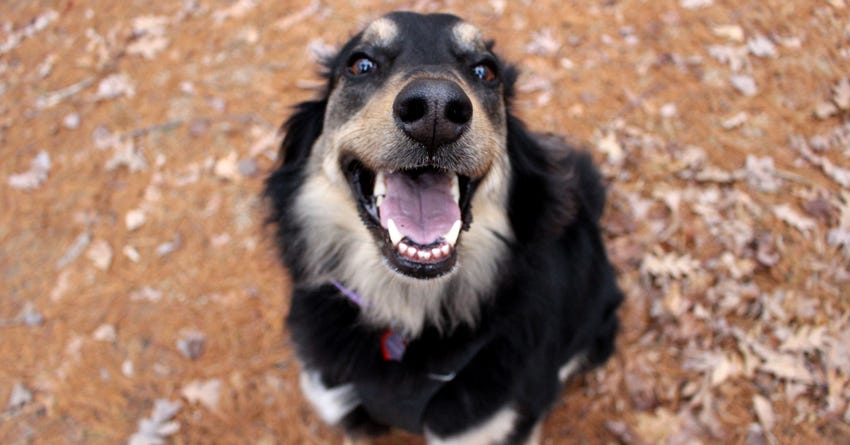 Meet Willow: A Lovable Pooch Who Won't Let HGE Keep Her Down