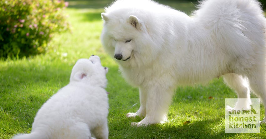 Adult Dogs are Great Puppy Teachers