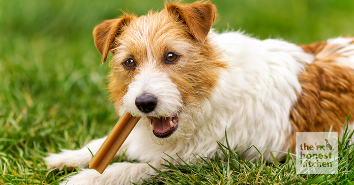 Furry brown and white dog chewing on a dental stick in the grass.