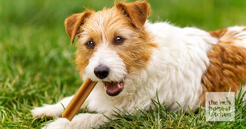 Are Dental Chews Good for Dogs A Closer Look The Honest Kitchen