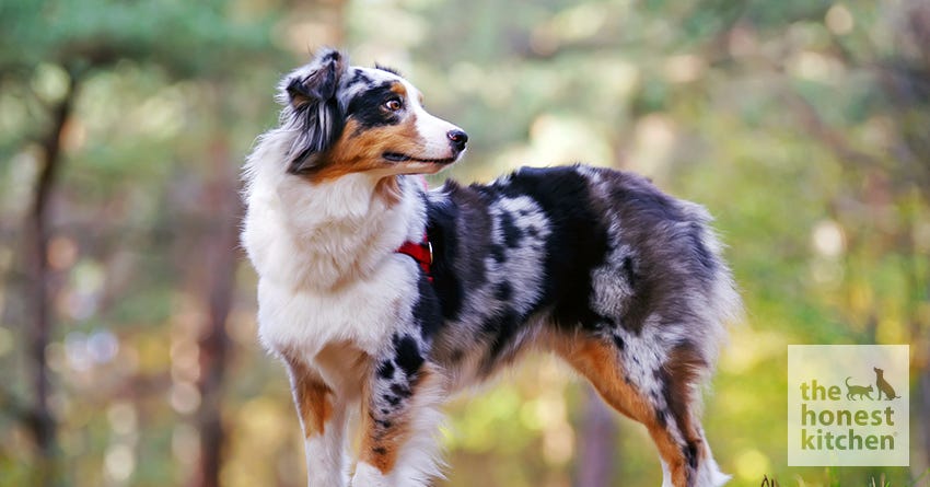 Australian Shepherds are Awesome! – The Honest Kitchen