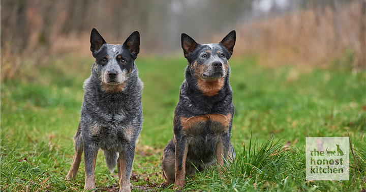 Two Blue Heelers next to each other outside in a grassy field area.