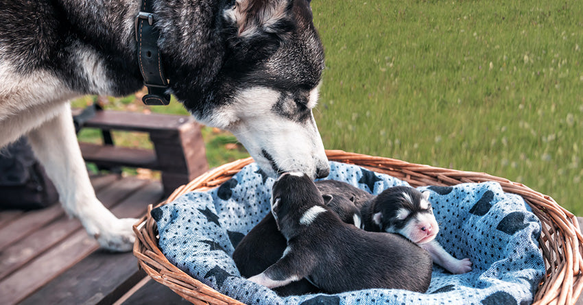 Best Dog Food for Nursing Moms: Top Nutritious Choices 2025
