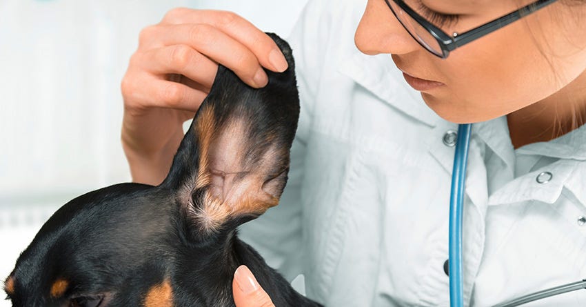 How to Assess Dog Hearing and How to Prevent Hearing Loss – The
