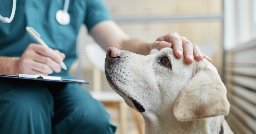 Yellow lab at a vet's office being pet on the head