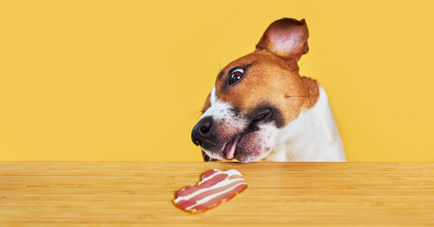 Is Bacon Healthy or Safe for Dogs to Eat The Honest Kitchen