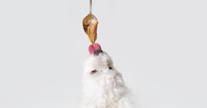 Can Dogs Eat Peanut Butter What You Should Know The Honest Kitchen