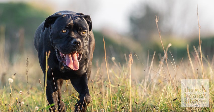 Cane Corso Dogs  Cane corso, Cane corso dog, Corso dog