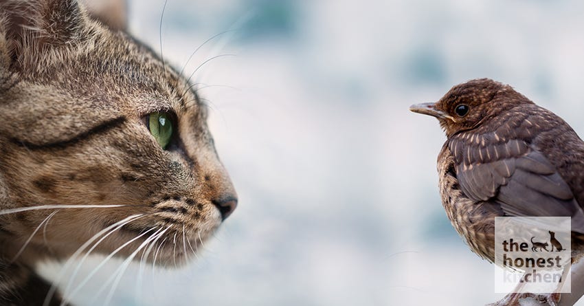 cat and bird