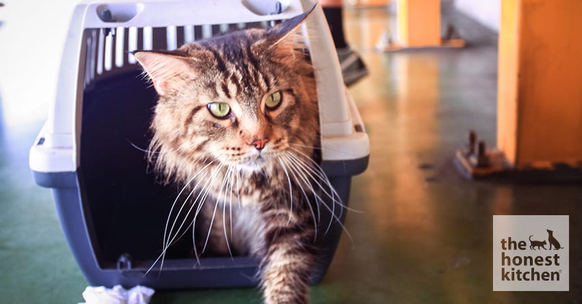 Tips for Crate Training Your Cat
