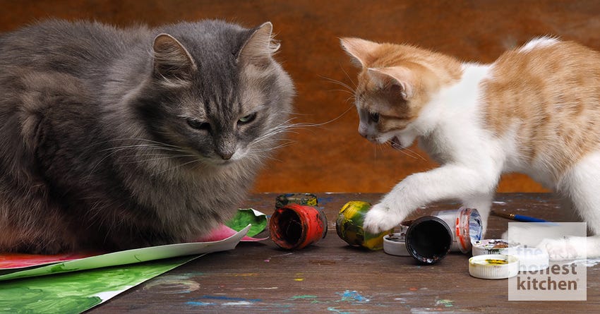 Household Items Dangerous to Cats