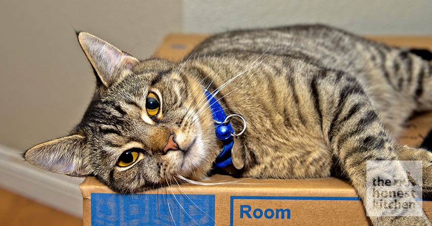 Cats vs. Dogs: Why Moving with a Cat is Such a Struggle