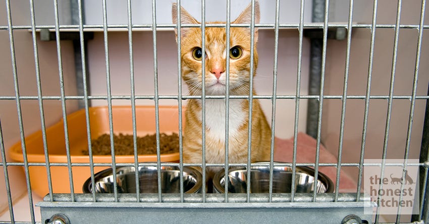 Pet Boarding vs. Pet Sitting: Which Is Better for You and Your Pet?