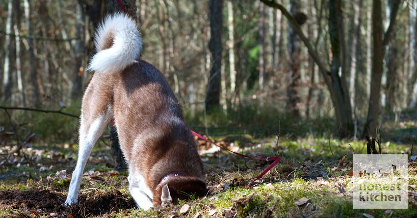 Why Some Dogs Have Curly Tails – The Honest Kitchen
