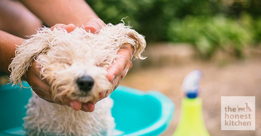 6 Tips for Getting Your Dog to Enjoy a Bath