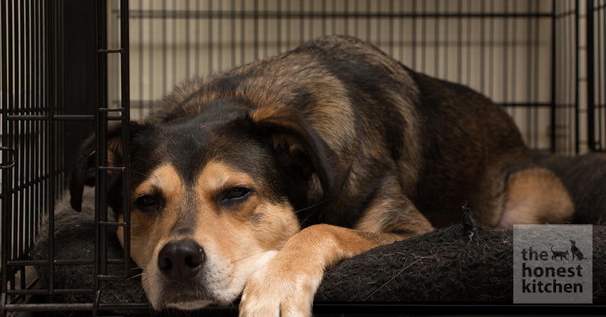 http://www.thehonestkitchen.com/cdn/shop/articles/dog-crate-train.jpg?v=1651517638