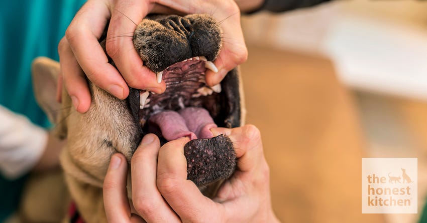 dog dentist