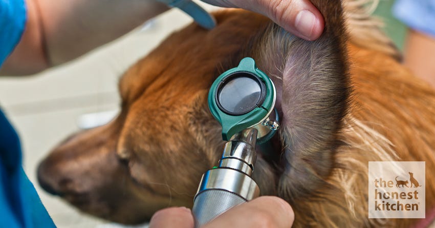 Doggie Ear Infections: Signs &amp; Solutions