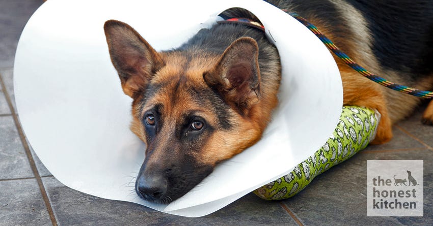 dog elizabethan collar