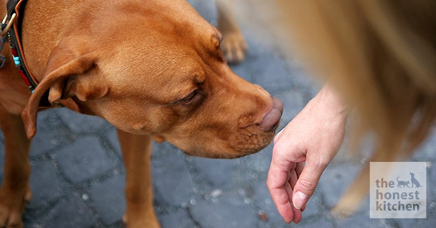 dog greet