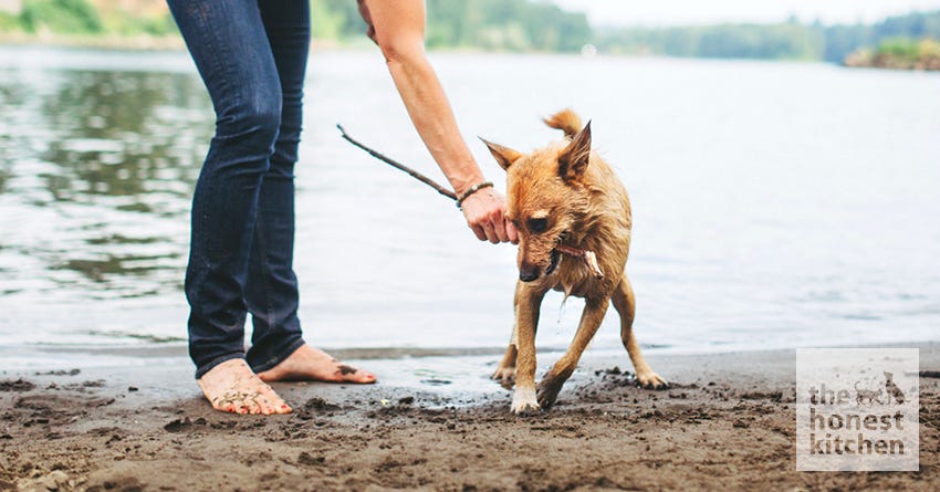 Q&A with Dr. Judy Morgan on Indicators of a Healthy Pet