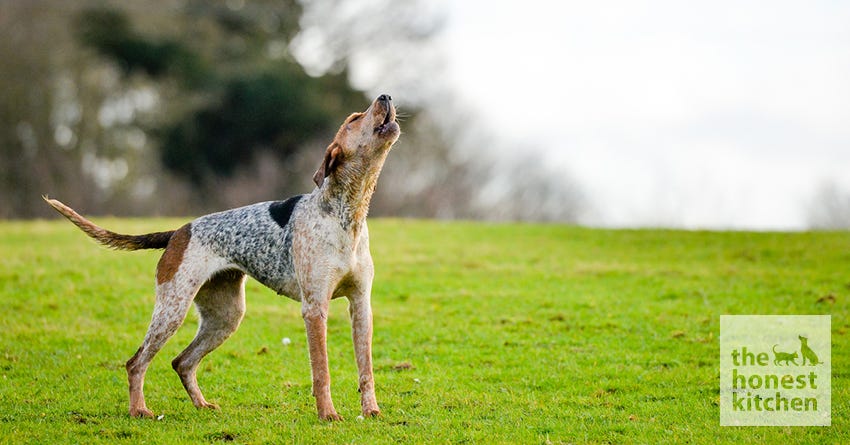 Why Do Dogs Howl?