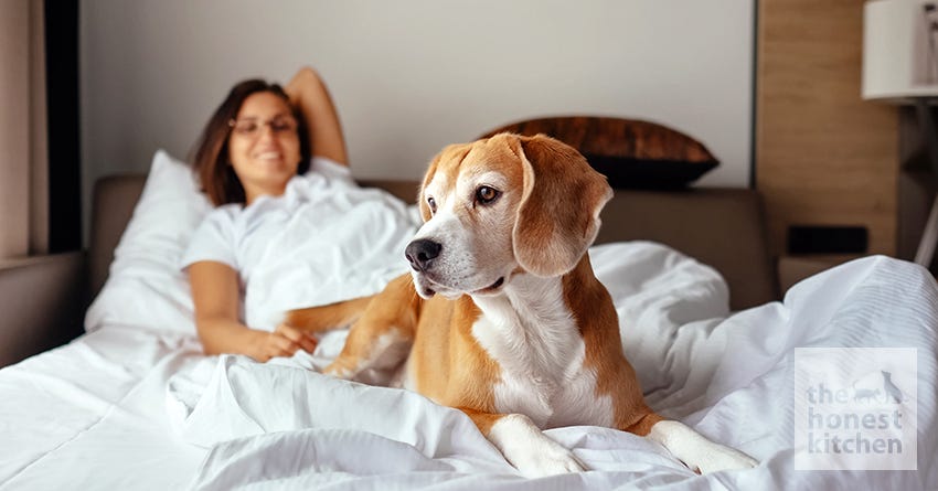 dog in bed