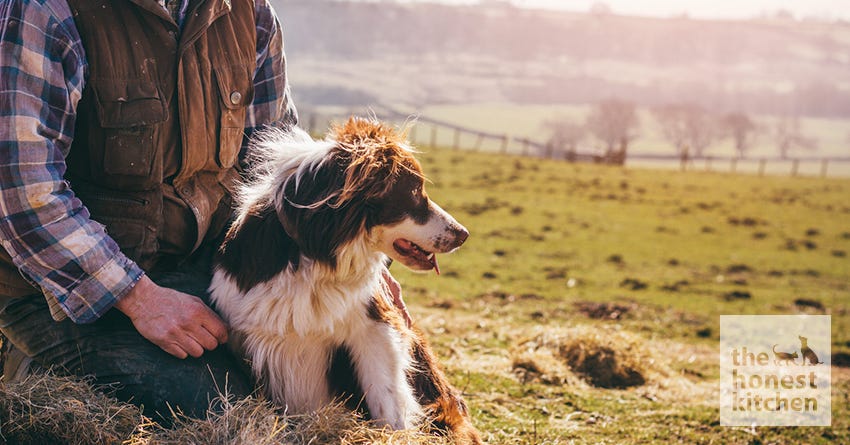 Why Dogs Lean on People