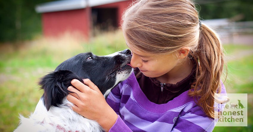 Why Dogs Lick People