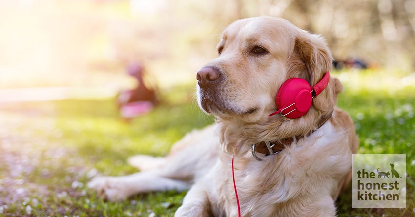 dog music